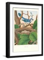 Blue Jays-null-Framed Art Print