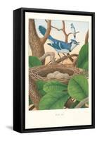 Blue Jays-null-Framed Stretched Canvas