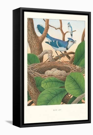Blue Jays-null-Framed Stretched Canvas