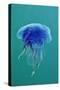 Blue Jellyfish (Cyanea Lamarckii), Feeding on Small Plankton, Lundy Island, Devon, UK-Linda Pitkin-Stretched Canvas