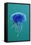 Blue Jellyfish (Cyanea Lamarckii), Feeding on Small Plankton, Lundy Island, Devon, UK-Linda Pitkin-Framed Stretched Canvas