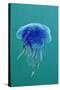 Blue Jellyfish (Cyanea Lamarckii), Feeding on Small Plankton, Lundy Island, Devon, UK-Linda Pitkin-Stretched Canvas