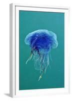 Blue Jellyfish (Cyanea Lamarckii), Feeding on Small Plankton, Lundy Island, Devon, UK-Linda Pitkin-Framed Premium Photographic Print
