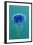 Blue Jellyfish (Cyanea Lamarckii), Feeding on Small Plankton, Lundy Island, Devon, UK-Linda Pitkin-Framed Premium Photographic Print