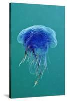 Blue Jellyfish (Cyanea Lamarckii), Feeding on Small Plankton, Lundy Island, Devon, UK-Linda Pitkin-Stretched Canvas