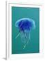 Blue Jellyfish (Cyanea Lamarckii), Feeding on Small Plankton, Lundy Island, Devon, UK-Linda Pitkin-Framed Photographic Print