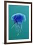 Blue Jellyfish (Cyanea Lamarckii), Feeding on Small Plankton, Lundy Island, Devon, UK-Linda Pitkin-Framed Photographic Print