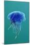 Blue Jellyfish (Cyanea Lamarckii), Feeding on Small Plankton, Lundy Island, Devon, UK-Linda Pitkin-Mounted Photographic Print
