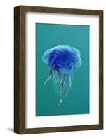 Blue Jellyfish (Cyanea Lamarckii), Feeding on Small Plankton, Lundy Island, Devon, UK-Linda Pitkin-Framed Photographic Print