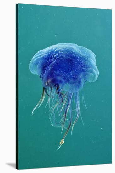 Blue Jellyfish (Cyanea Lamarckii), Feeding on Small Plankton, Lundy Island, Devon, UK-Linda Pitkin-Stretched Canvas