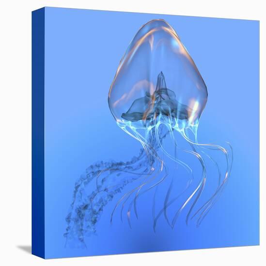 Blue Jellyfish Illustration-Stocktrek Images-Stretched Canvas