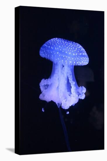 Blue Jellyfish-greta6-Stretched Canvas