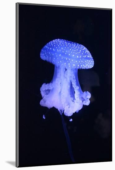 Blue Jellyfish-greta6-Mounted Photographic Print