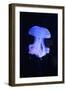 Blue Jellyfish-greta6-Framed Photographic Print