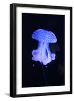 Blue Jellyfish-greta6-Framed Photographic Print