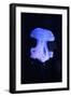 Blue Jellyfish-greta6-Framed Photographic Print