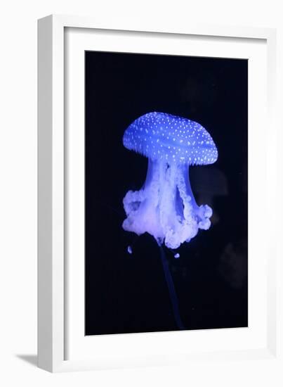 Blue Jellyfish-greta6-Framed Photographic Print