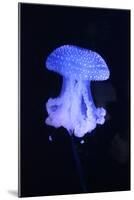 Blue Jellyfish-greta6-Mounted Photographic Print