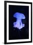 Blue Jellyfish-greta6-Framed Photographic Print