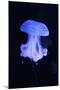 Blue Jellyfish-greta6-Mounted Photographic Print