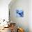 Blue journey-Pol Ledent-Stretched Canvas displayed on a wall