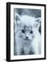 Blue Kitty-Tracie Louise-Framed Photographic Print