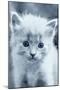 Blue Kitty-Tracie Louise-Mounted Photographic Print