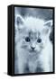 Blue Kitty-Tracie Louise-Framed Stretched Canvas