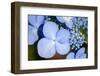 Blue lacecap hydrangea, USA-Lisa Engelbrecht-Framed Photographic Print