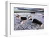 Blue Lagoon, Grindavik, Iceland, Polar Regions-Sergio Pitamitz-Framed Photographic Print