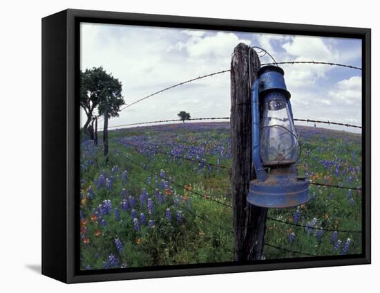 Blue Lantern, Oak Tree and Wildflowers, Llano, Texas, USA-Darrell Gulin-Framed Stretched Canvas