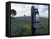 Blue Lantern, Oak Tree and Wildflowers, Llano, Texas, USA-Darrell Gulin-Framed Stretched Canvas