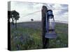 Blue Lantern, Oak Tree and Wildflowers, Llano, Texas, USA-Darrell Gulin-Stretched Canvas