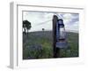 Blue Lantern, Oak Tree and Wildflowers, Llano, Texas, USA-Darrell Gulin-Framed Premium Photographic Print