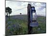 Blue Lantern, Oak Tree and Wildflowers, Llano, Texas, USA-Darrell Gulin-Mounted Premium Photographic Print