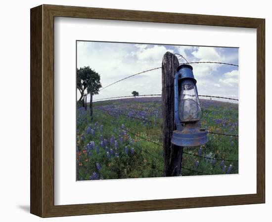 Blue Lantern, Oak Tree and Wildflowers, Llano, Texas, USA-Darrell Gulin-Framed Photographic Print