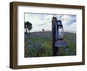 Blue Lantern, Oak Tree and Wildflowers, Llano, Texas, USA-Darrell Gulin-Framed Photographic Print