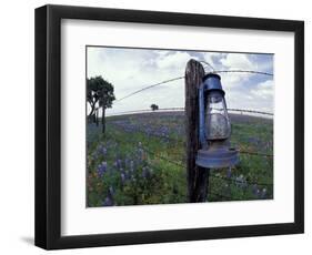 Blue Lantern, Oak Tree and Wildflowers, Llano, Texas, USA-Darrell Gulin-Framed Photographic Print