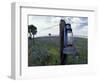 Blue Lantern, Oak Tree and Wildflowers, Llano, Texas, USA-Darrell Gulin-Framed Photographic Print