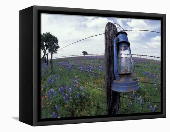 Blue Lantern, Oak Tree and Wildflowers, Llano, Texas, USA-Darrell Gulin-Framed Stretched Canvas