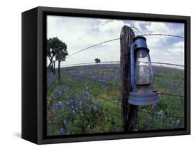 Blue Lantern, Oak Tree and Wildflowers, Llano, Texas, USA-Darrell Gulin-Framed Stretched Canvas