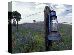 Blue Lantern, Oak Tree and Wildflowers, Llano, Texas, USA-Darrell Gulin-Stretched Canvas