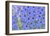 Blue Larkspur Flowers-Cora Niele-Framed Giclee Print