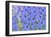 Blue Larkspur Flowers-Cora Niele-Framed Giclee Print