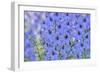 Blue Larkspur Flowers-Cora Niele-Framed Giclee Print