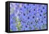 Blue Larkspur Flowers-Cora Niele-Framed Stretched Canvas