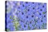 Blue Larkspur Flowers-Cora Niele-Stretched Canvas