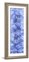 Blue Larkspur-Cora Niele-Framed Photographic Print