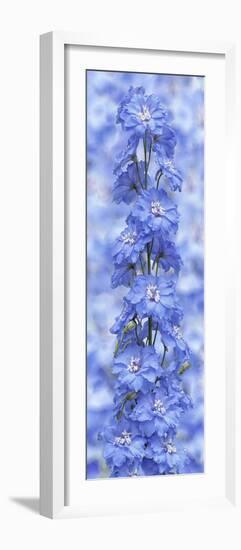 Blue Larkspur-Cora Niele-Framed Photographic Print