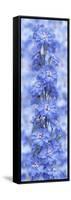 Blue Larkspur-Cora Niele-Framed Stretched Canvas